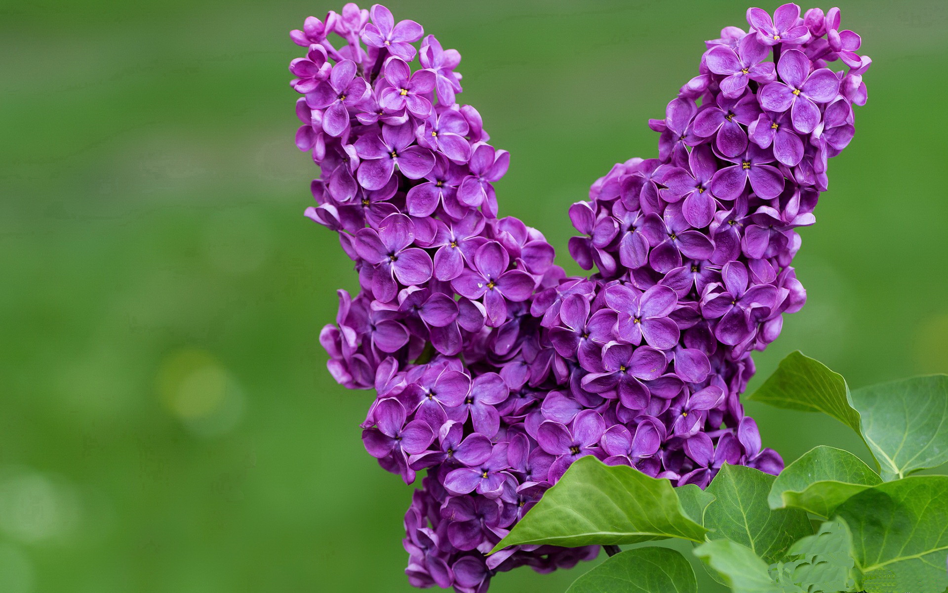 跨界风暴,辽宁队强压公牛启示录,拉文德甲争冠战接管模式解析