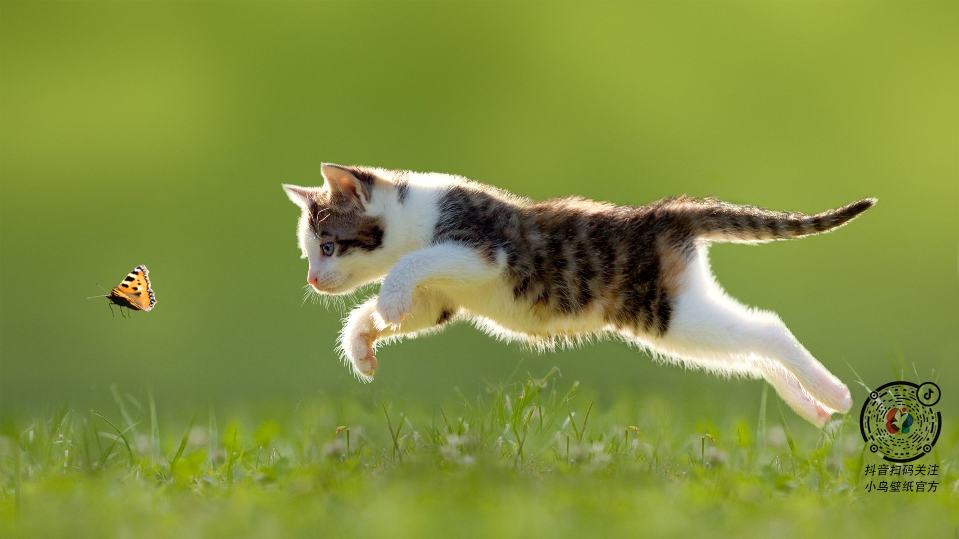 黄色风暴席卷蓝月,范戴克如何成为尼日利亚军团的关键先生