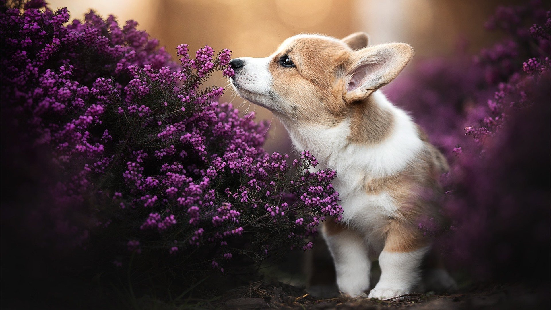 埃及火力摧毁亚平宁堡垒,布雷默一锤定音改写欧冠剧情