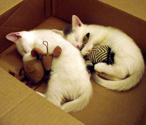 开云体育-F1街道赛焦点战，摩洛哥车队狂胜韩国对手