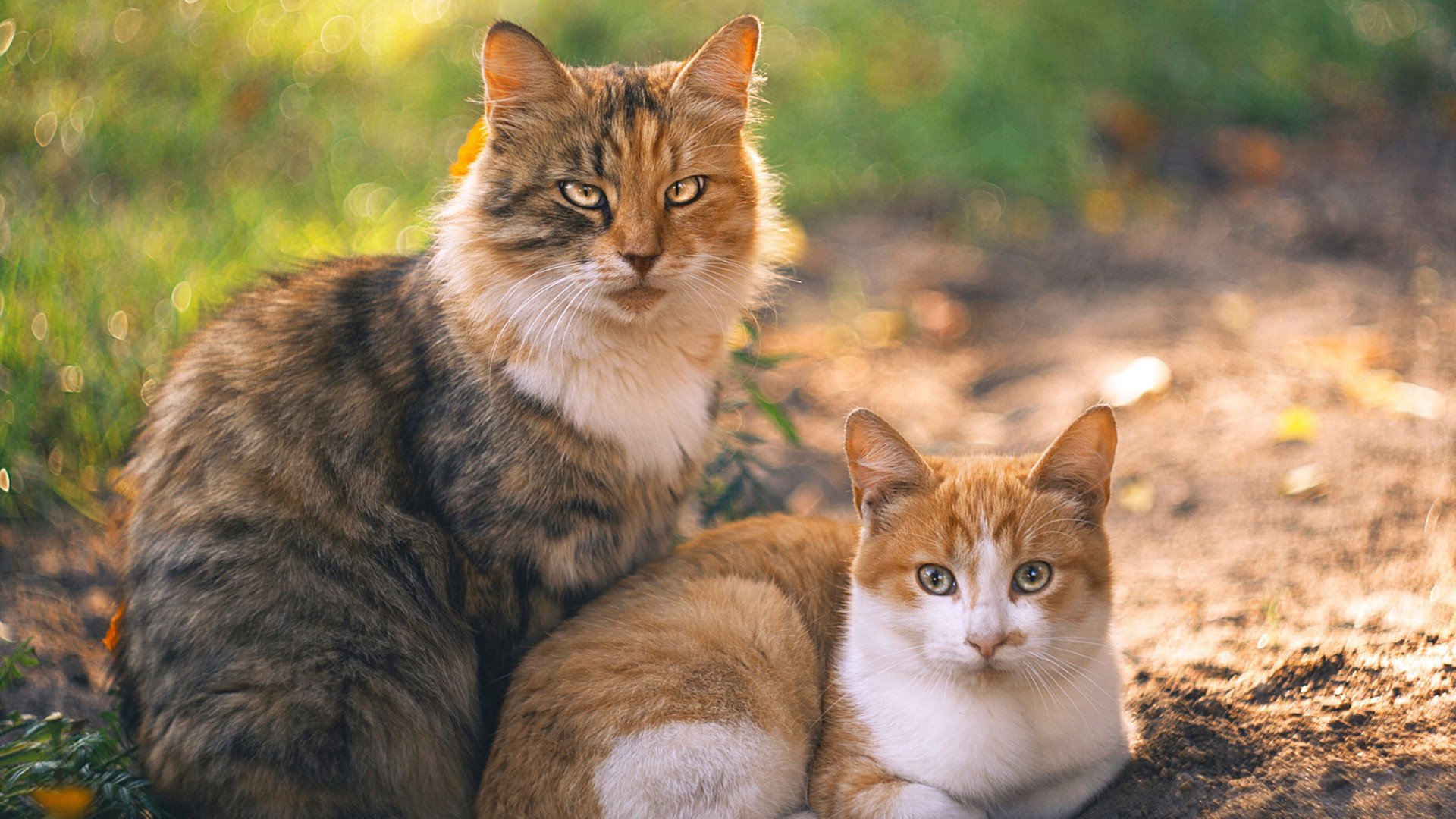 开云体育2026-从战术森林到独角兽之舞，上海队的体系胜利与切特的个人天赋宣言