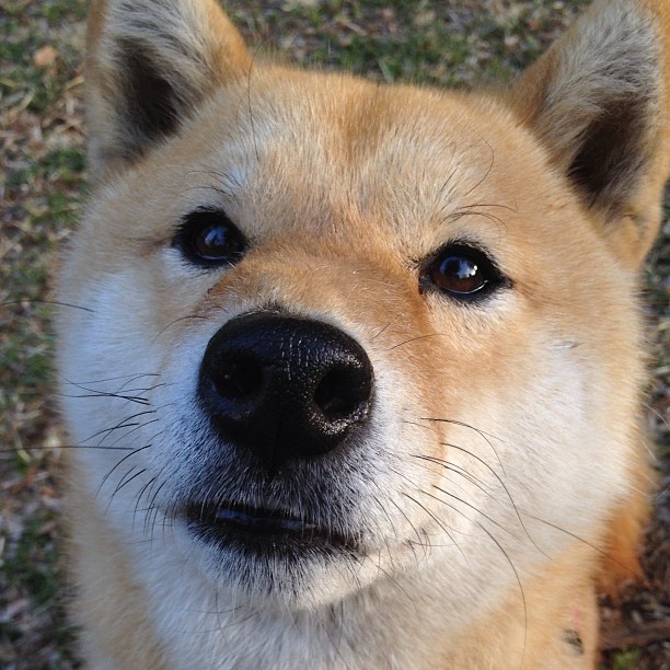 教科书与新大陆，阿劳霍的坚守与美国足球的破晓