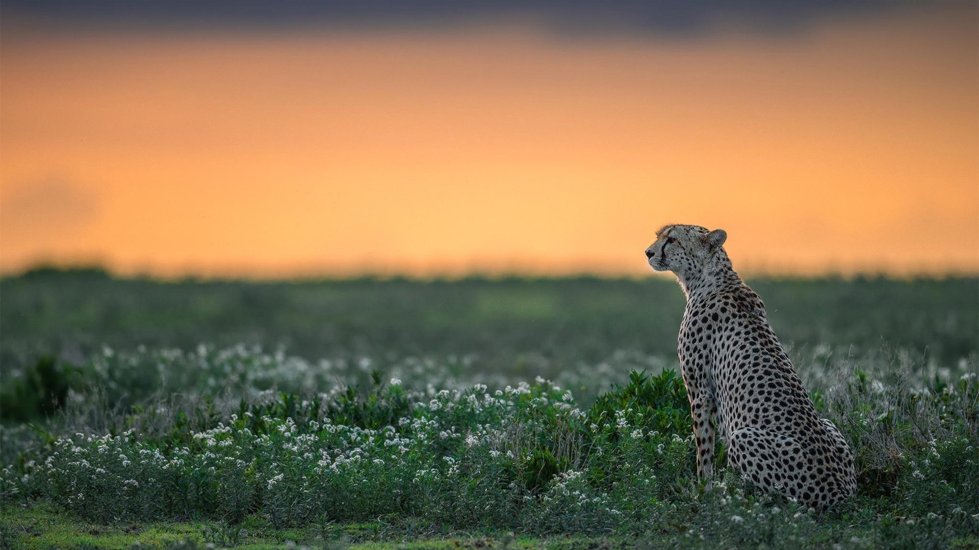绿茵场外的代理人战争，当美国对阵伊朗，为何哈兰德的存在感被拉满了？