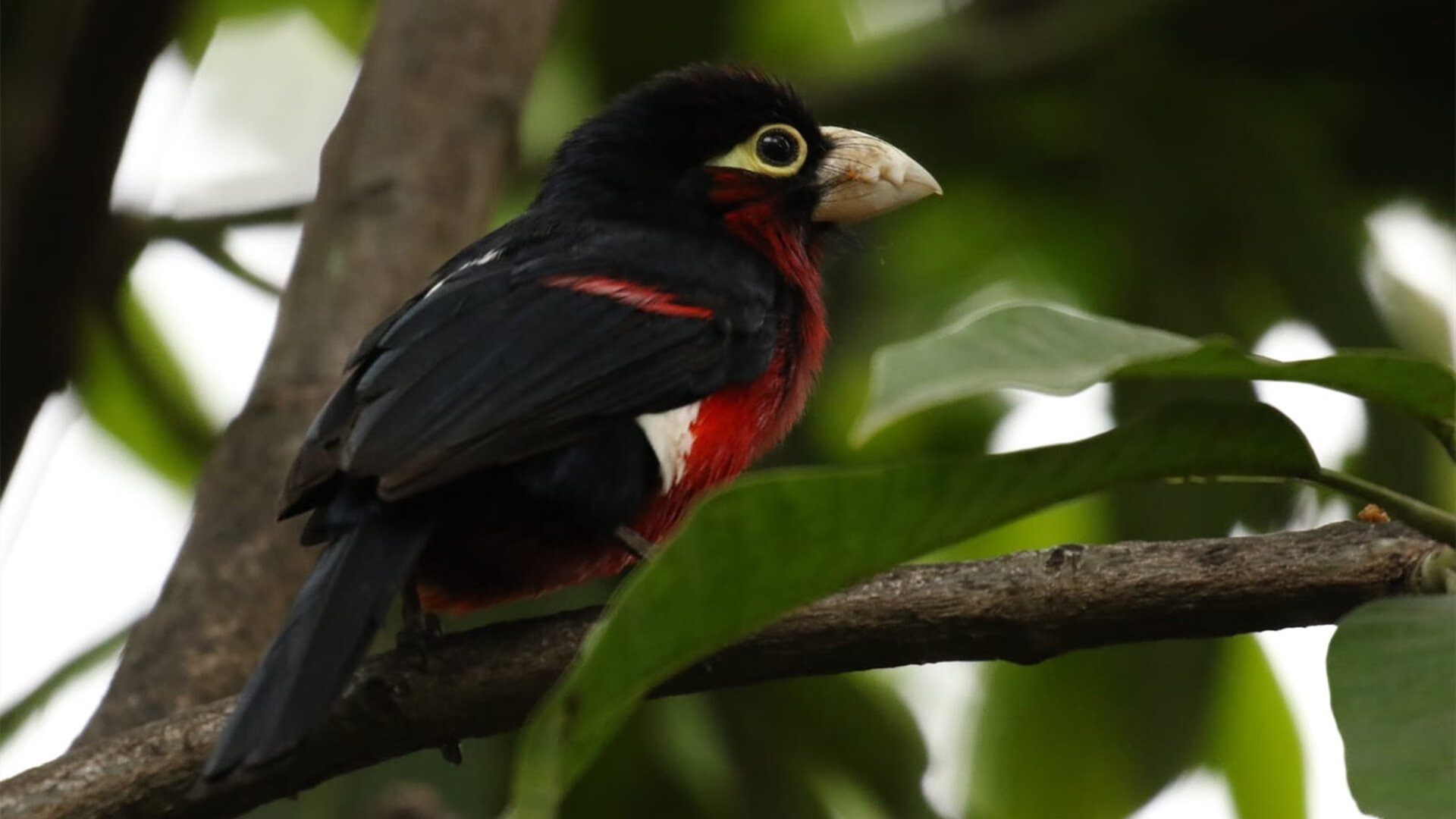 开云体育登录-节奏王者的加冕礼，贝林厄姆于无声处听惊雷