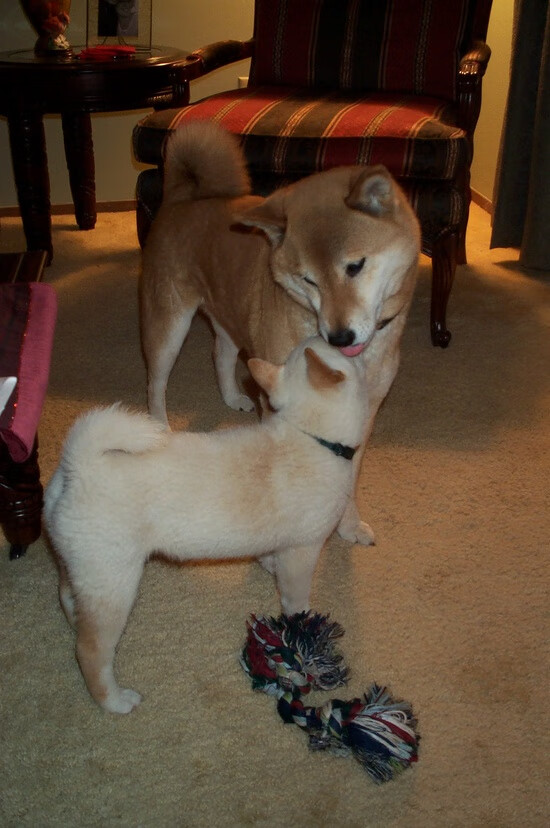 字母哥的雷霆之怒,当完美风暴冲垮天山铁壁