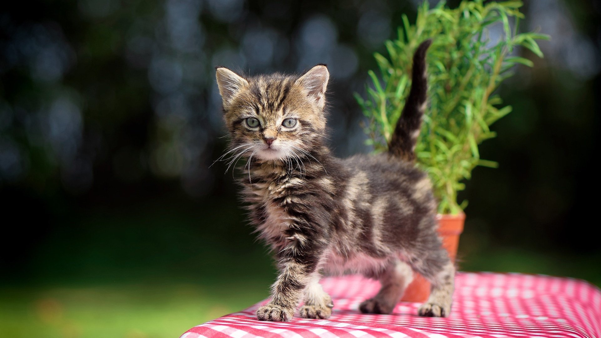 巴黎友谊赛,巴尔韦德爆发难敌阿尔及利亚节奏掌控