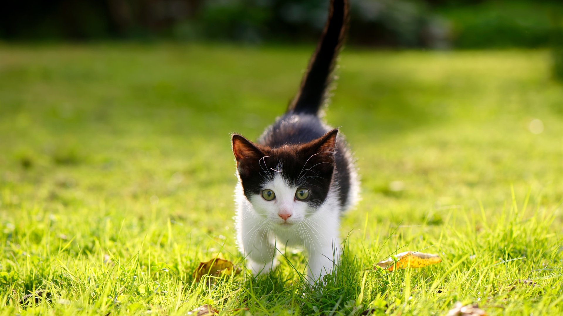 开云体育入口-平行宇宙的篮球奇观，新疆掀翻篮网，文班亚马东决封神