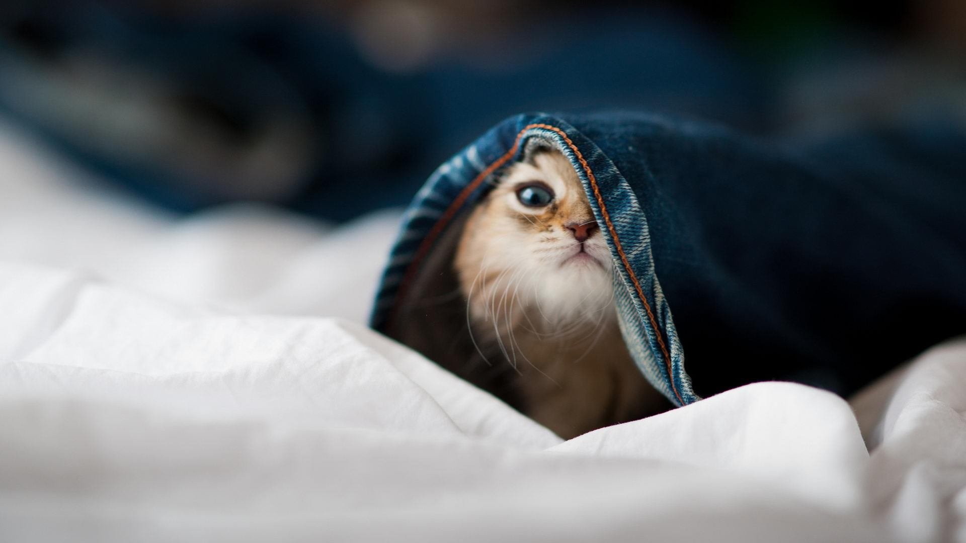 开云体育登录-唯一的防守艺术家，阿拉巴如何将欧冠半决赛变成他的独奏舞台