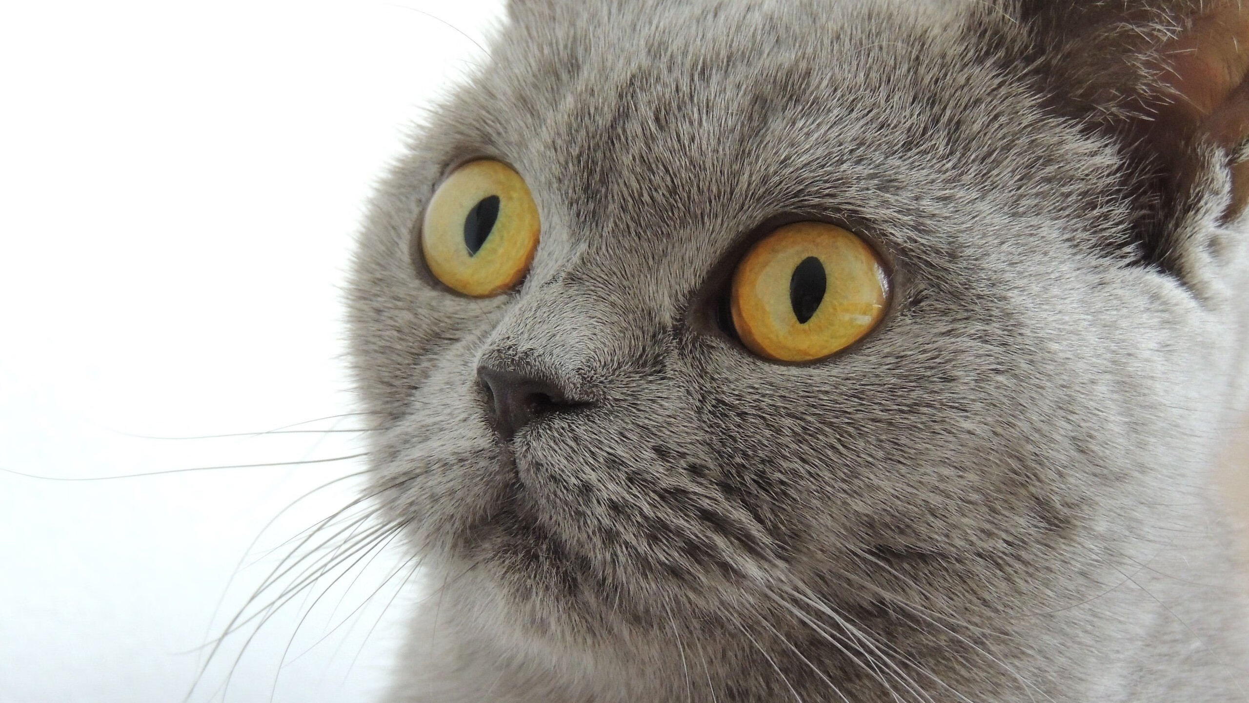 极速争冠与魔力制霸，上海队在F1焦点战背景下的唯一性传奇