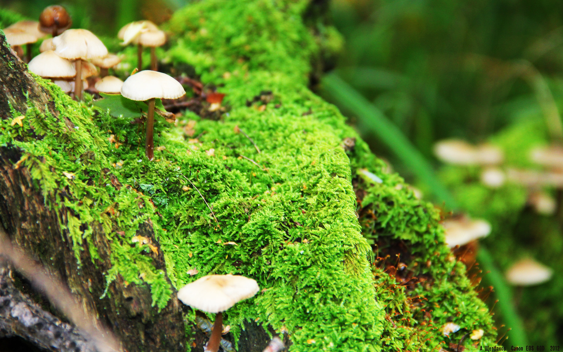 开云sport-阿诺德，另一种唯一，当右路成为巴西的致命风景线