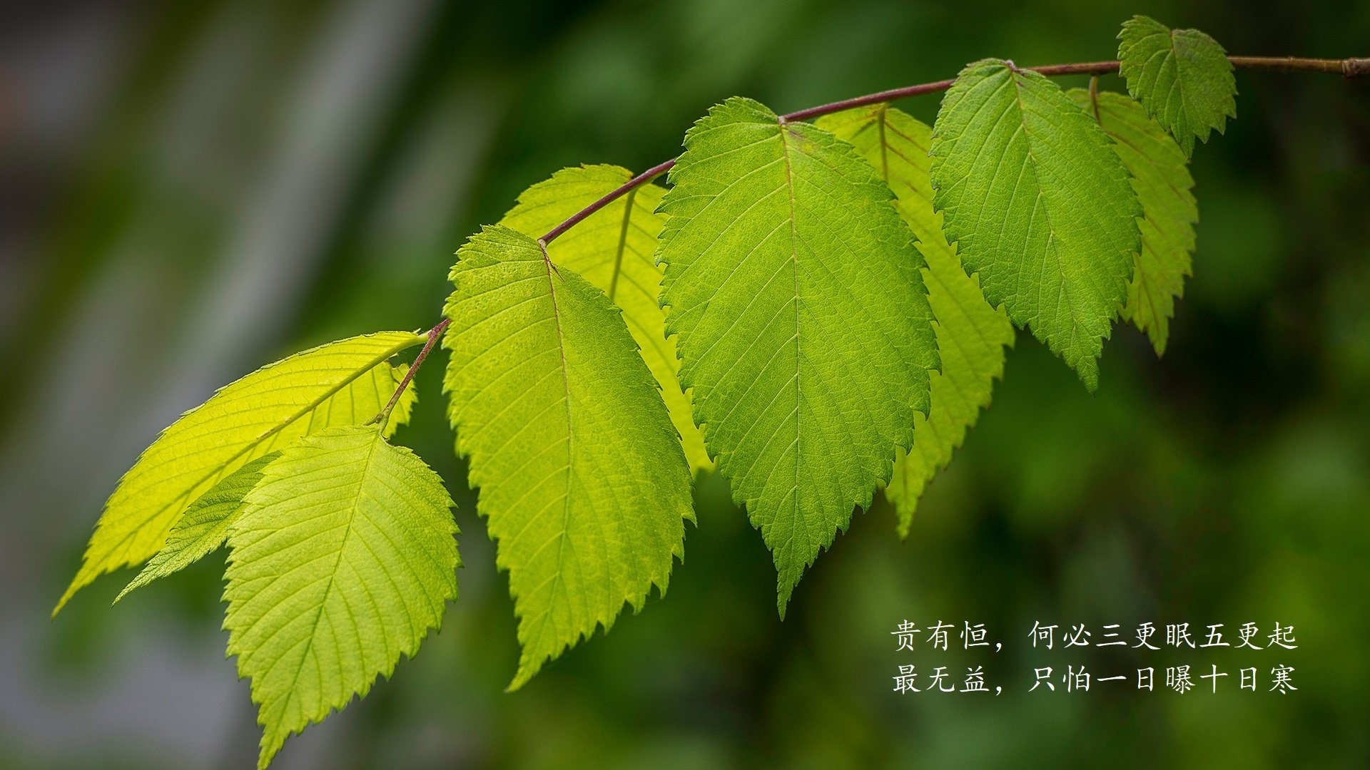 双面神域,H组的末日审判,法兰西的碾压与北境之王的终极救赎